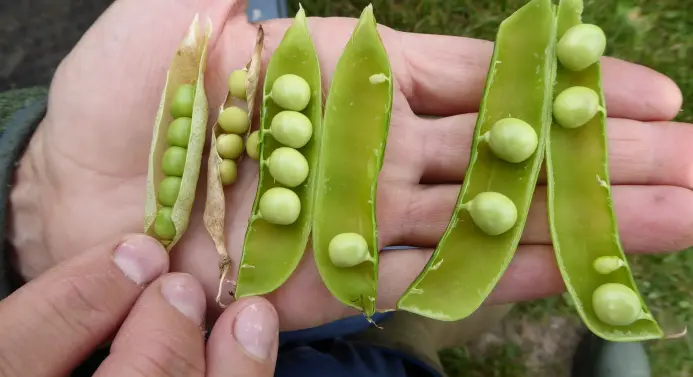 Halbierte Leguminosen auf offener Handfläche